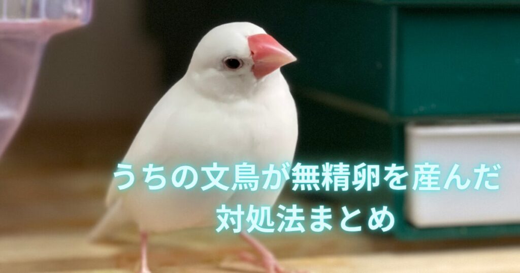 うちの文鳥が無精卵を産んだの画像