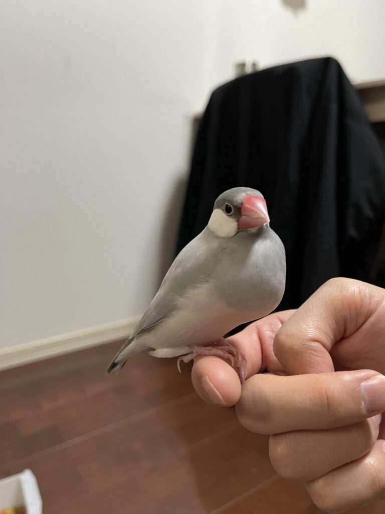 文鳥の換羽前の画像