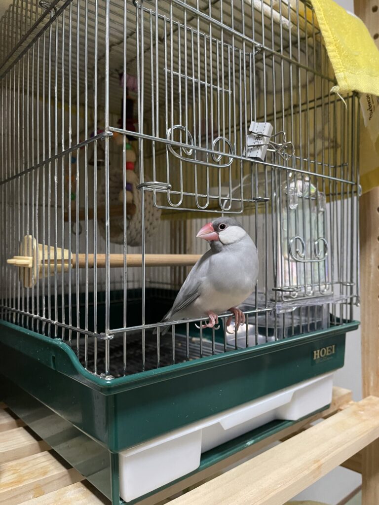 換羽前の文鳥の画像