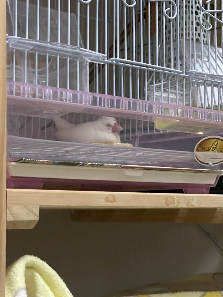 膨らんでいる文鳥