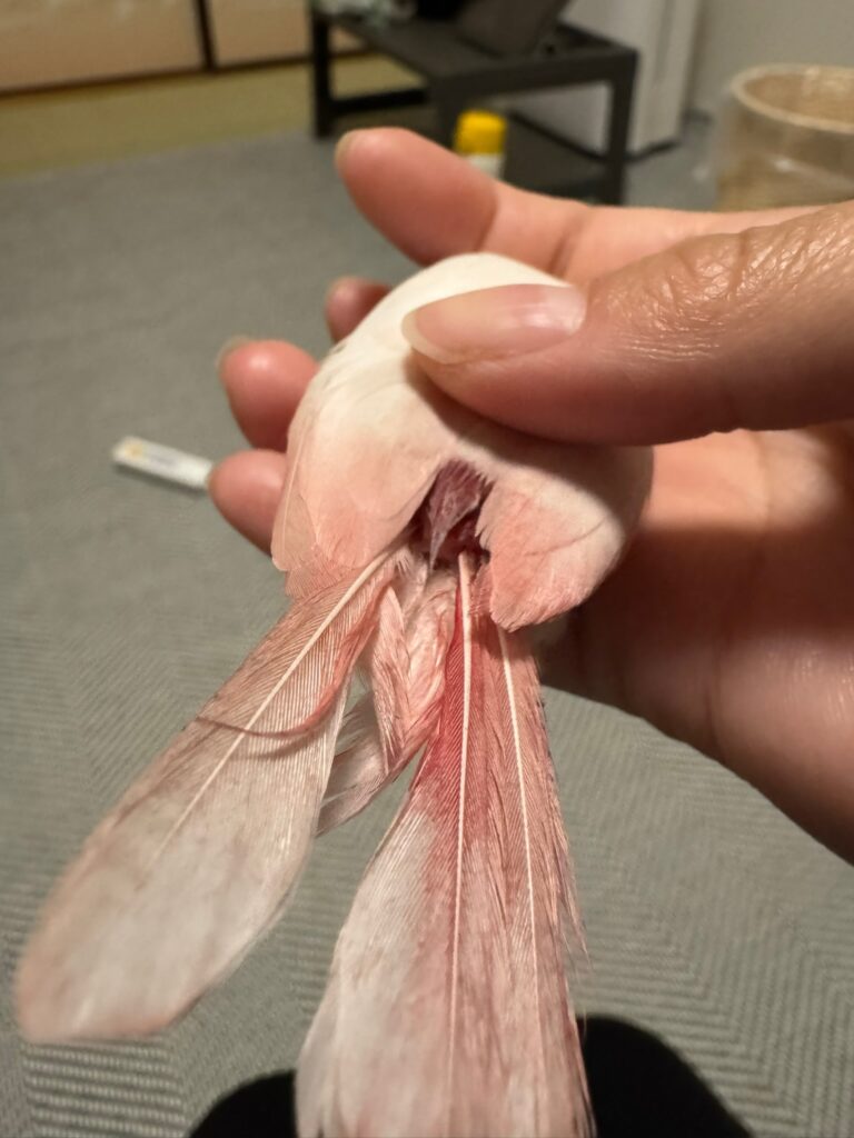 尾脂腺からの出血