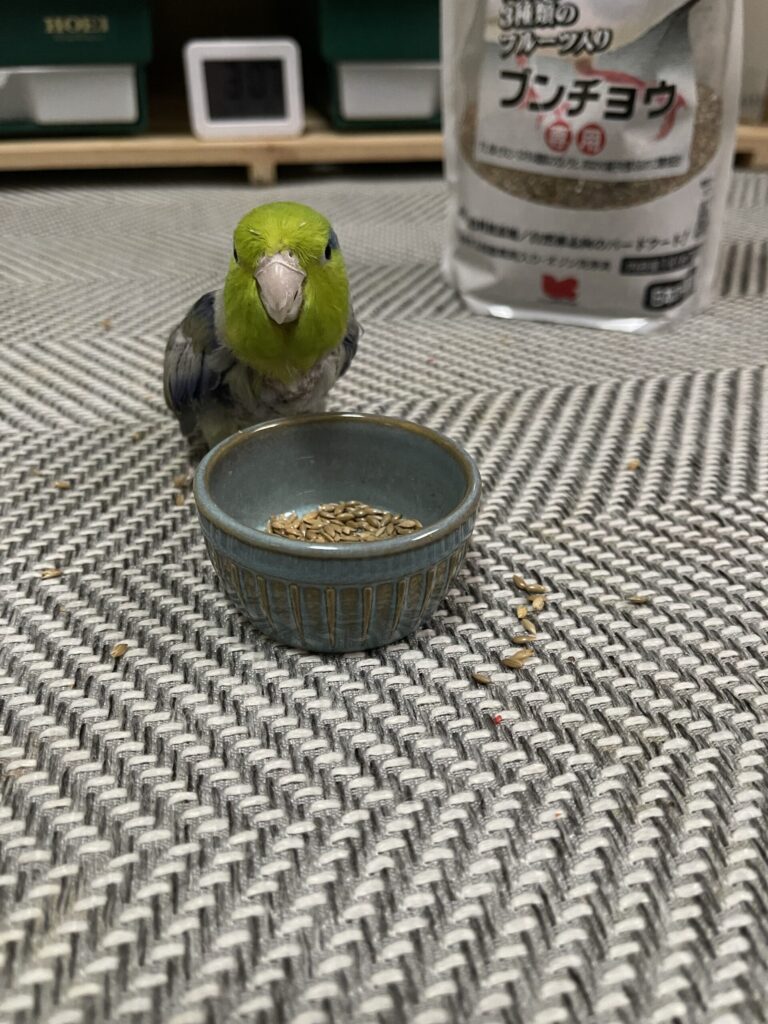 シードを食べているマメルリハ