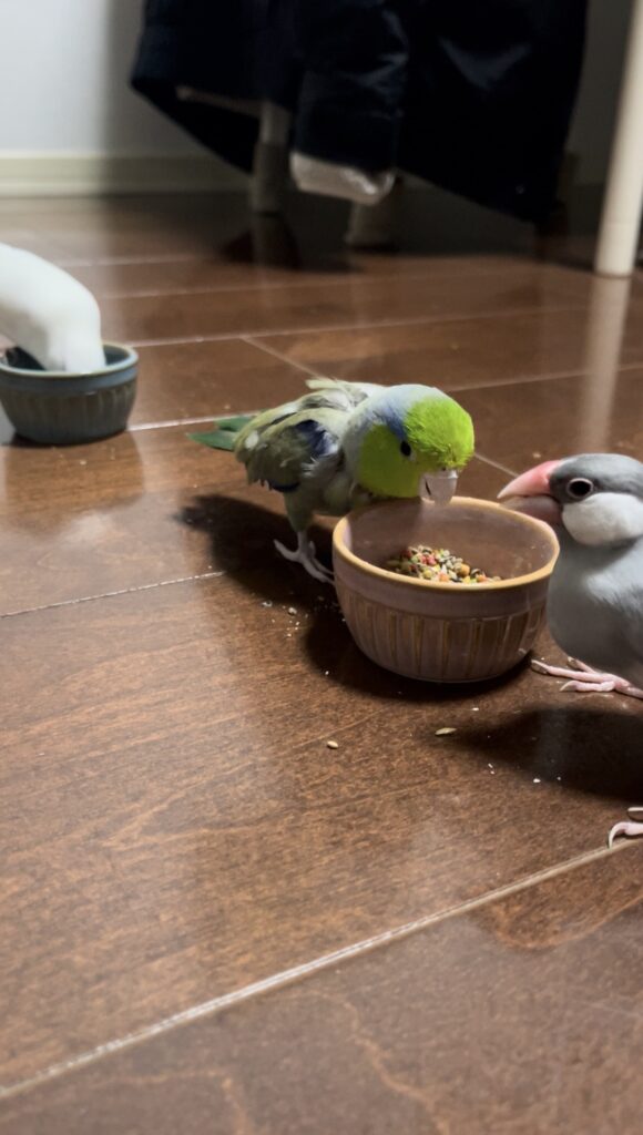 鳥が餌を食べてる画像