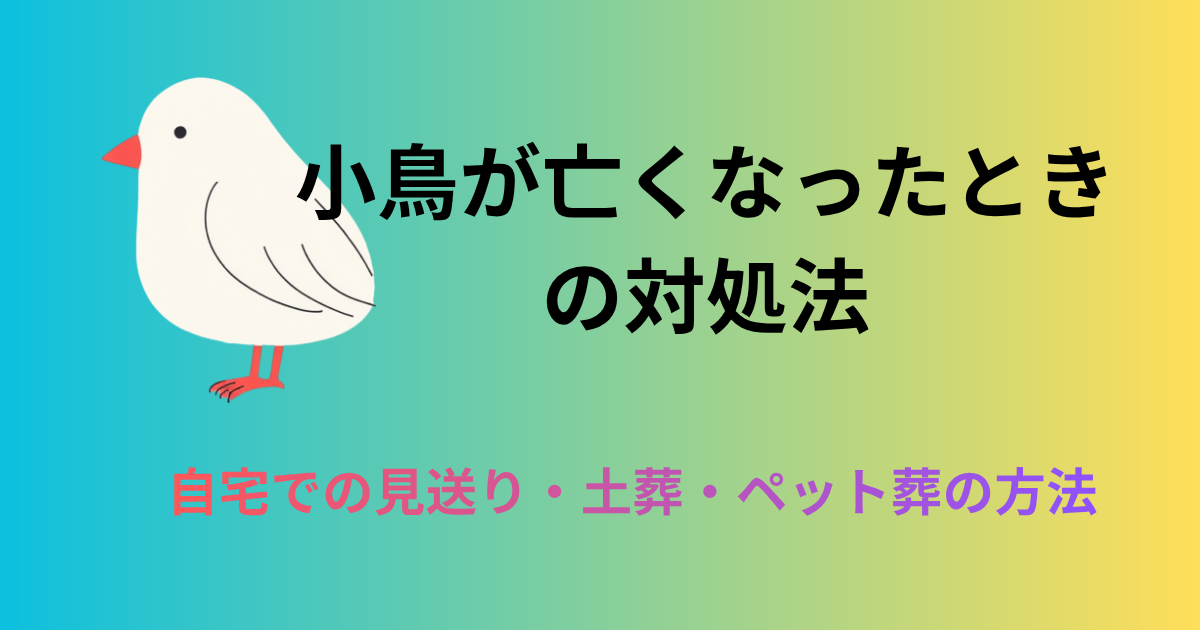 小鳥が亡くなったときの対処法のアイキャッチ
